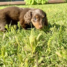 Dachshund Puppies from Lovin’ Li’s Furry Sausages