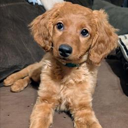 Sweetie - Red  female Goldendoodle puppy in Panama, New York from Goldendoodles from Goshen Blessings