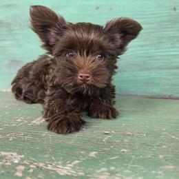 Lizzie - Chocolate and tan female Yorkshire Terrier puppy in Mountain Grove, Missouri from Precious Puppies