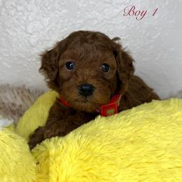 Goldendoodle and Poodle Puppies from Katy's Toy Poodles & Doodles