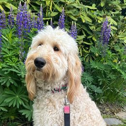 Assorted Doodle Crosses, Goldendoodles, and Poodles from Kava Kennels