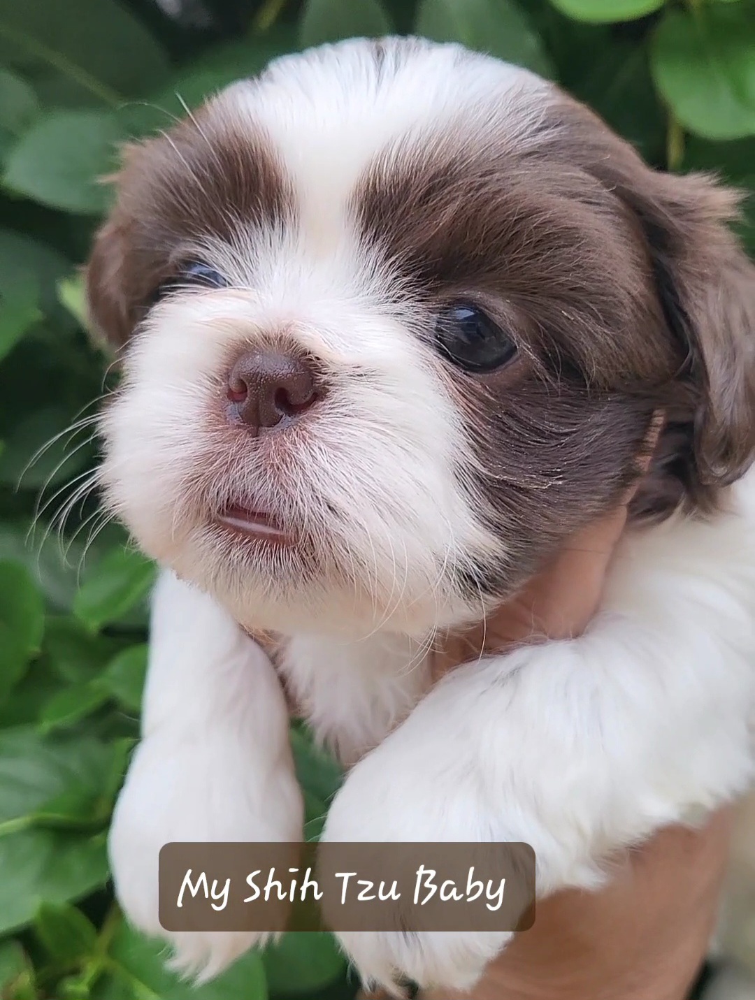 Poodles and Shih Tzus from Paws Of Beauty