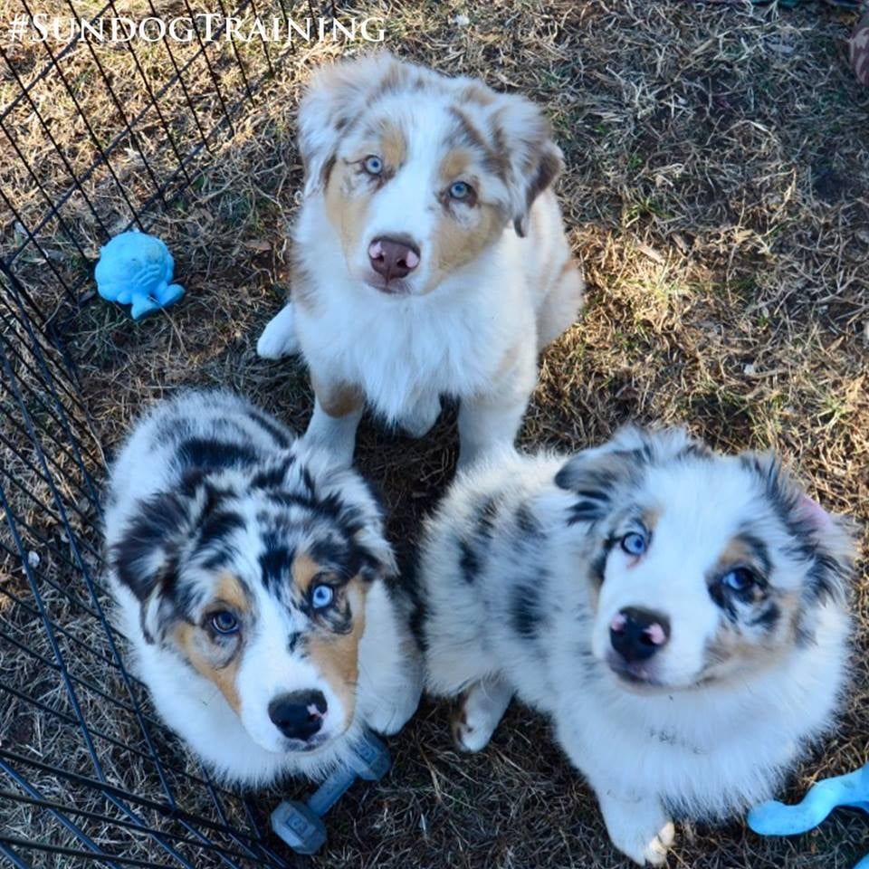 Sundog Aussies in | Australian Shepherd puppies | Good Dog