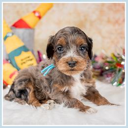Flash - Brown and tan male Cockapoo puppy in Connersville, Indiana from Deaz Doodle Ranch