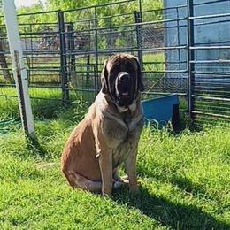 AVAILABLE Codi Bear - Apricot male Mastiff puppy in Pleasanton, Texas from RKS Mastiff