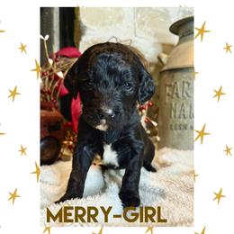 Goldendoodle Puppies from Fire Wife Doodles