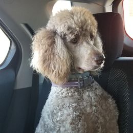 Coco  - Poodle