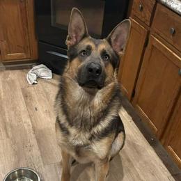 Kodii - Blue male German Shepherd puppy in Watervliet, Michigan from M&M Shepherd Farms