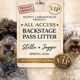Australian Labradoodle puppies from Dignity Labradoodles