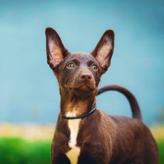 Xoloitzcuintli All Grown Up from Yadalanh Xoloitzcuintli