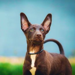 Xoloitzcuintli All Grown Up from Yadalanh Xoloitzcuintli