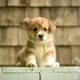 Green Boy - Red male Pembroke Welsh Corgi puppy in Penobscot, Maine from Corgi Bliss Pembroke Welsh Corgis