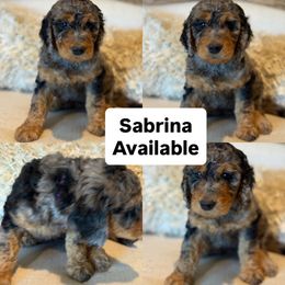 Sabrina - Merle female Goldendoodle puppy in Chapin, South Carolina from Kava Kennels
