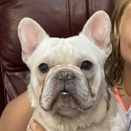 Vega - French Bulldog