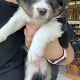 Australian Shepherd Puppies from Wild Meadow’s Aussies