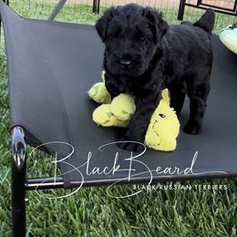 Black Russian Terrier Puppies from Black Beard Black Russian Terriers