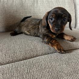 Girl 1 - Red female Dachshund puppy in Plato, Missouri from David & Stacey's Dachshunds