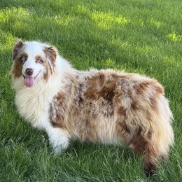 HARMONY - Australian Shepherd