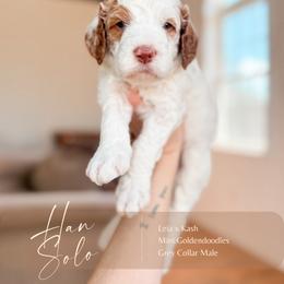 Han Solo - Parti male Goldendoodle puppy in Hiddenite, North Carolina from Rose and Reid Doodles