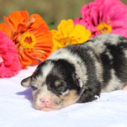 Bandit - Blue merle and white male American Corgi puppy in Scio, Oregon from Abundant Joy Corgis
