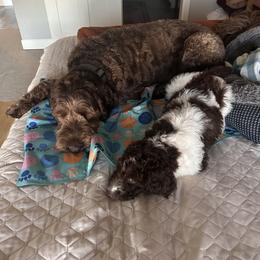 Bernedoodle, Labradoodle, and Newfypoo All Grown Up from Small Town Doodles & Poodles