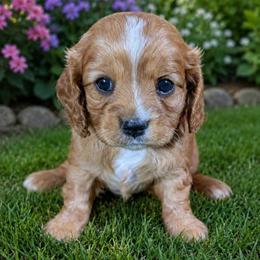 Cavapoo puppies from Meadowbrook Poodles