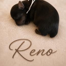 Reno - Black and gold male Yorkshire Terrier puppy in Moses Lake, Washington from Oasis' Yorkshire Terriers