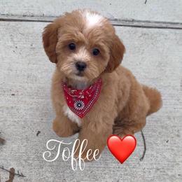 Toffee - Apricot male Maltipoo puppy in Spring, Texas from GlamPaw Maltipoos