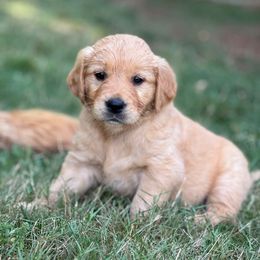 Yellow Girl - Golden female Golden Retriever puppy in Scio, Oregon from Stackhouse Family Farm