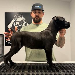 Black Female 5 - Black female Cane Corso puppy in Cashion, Oklahoma from APEXOK Cane Corsos LLC