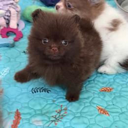 Minnie - Chocolate female Pomeranian puppy in Newport Beach, California from Exotic City Pomeranians and chihuahuas