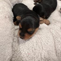 Brodie ( click pic) - Black and tan male Yorkshire Terrier puppy in Kingston, Oklahoma from Lake Life