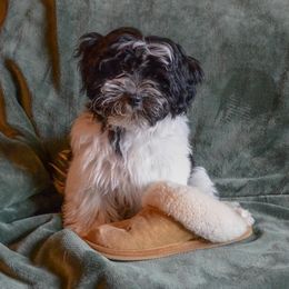Havanese Puppies from SunWyst Havanese