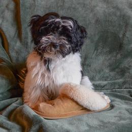 Havanese Puppies from SunWyst Havanese
