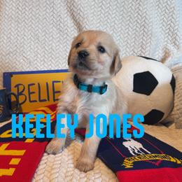 Keeley Jones - Golden female Golden Retriever puppy in Salt Lake City, Utah from Soaring golden retrievers