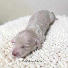 Massey - Cream male Dachshund puppy in Oklahoma City, Oklahoma from OkieDoxieland Dachshunds