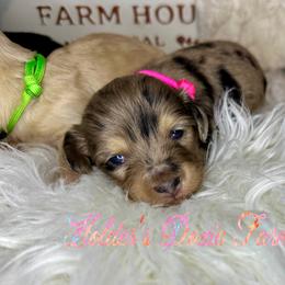 Elsa - Dachshund puppy from Holder’s Doxie Farm