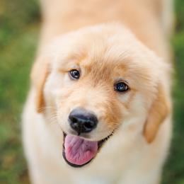 Golden Retrievers from Scout's Legacy Golden Retrievers