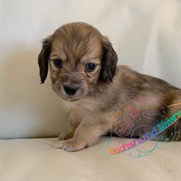 Jupiter - Cream male Dachshund puppy in Peyton, Colorado from Dachshund Universe