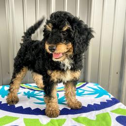 Aussiedoodle, Australian Shepherd, Bernedoodle, Cockapoo, and Poodle Puppies from Sis' Doodles & Poodles