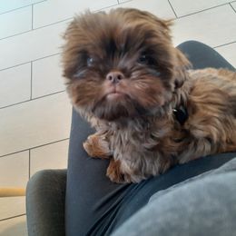 Shih Tzu Puppies from Socal Mother Of Shih Tzus