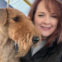 Airedale Terrier All Grown Up from Royal Aire Kennel