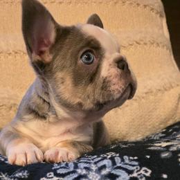 Olaf - Blue fawn male French Bulldog puppy in Columbia Falls, Montana from Glacier French Bulldogs of Montana