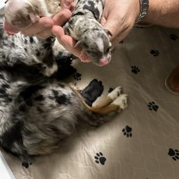 Miniature Australian Shepherd Puppies from Rolling Waves Mini Aussie