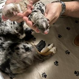 Miniature Australian Shepherd Puppies from Rolling Waves Mini Aussie