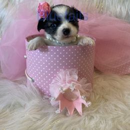 Chihuahua and Dachshund Puppies from Blue Tails Farm