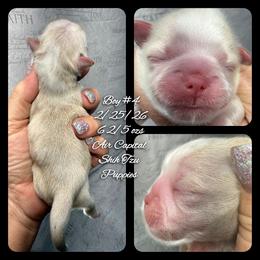 Elvis - Cream and white male Shih Tzu puppy in Maize, Kansas from Air Capital Shih Tzu Puppies