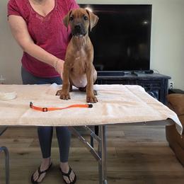 Orange collar - Rd whtn blk nose female Rhodesian Ridgeback puppy in Ocala, Florida from Avanti Ridgebacks