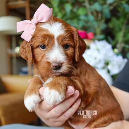 Glory - Red  female Goldendoodle puppy in Salado, Texas from Red Ranch Dogs