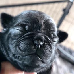 Hope - Black female Pug puppy in Madera, California from Hills Pugs